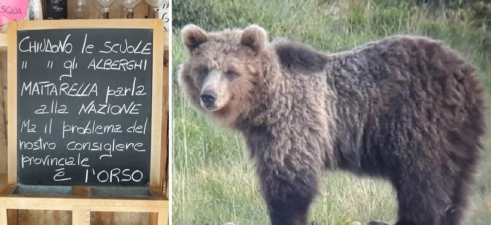 M49-Papillon, De Godenz: “Non abbiamo bisogno di vedere l’orso al passo Lavazé bisogna catturarlo”